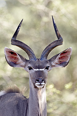 Young greater kudu (Tragelaphus strepsiceros) buck, Kruger National Park, South Africa, Africa