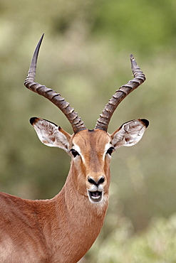 Impala (Aepyceros melampus) buck chewing its cud, Kruger National Park, South Africa, Africa