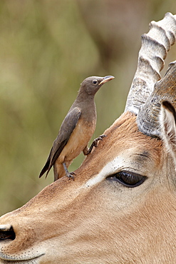 Immature red-billed oxpecker (Buphagus erythrorhynchus) on an impala, Kruger National Park, South Africa, Africa