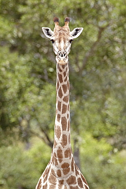 Cape giraffe (Giraffa camelopardalis giraffa), Kruger National Park, South Africa, Africa