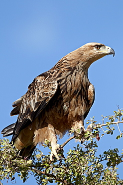 Tawny eagle (Aquila rapax), Kruger National Park, South Africa, Africa