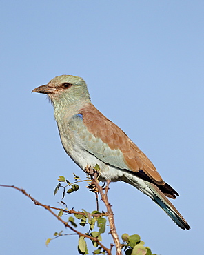 European roller (Coracias garrulus), Kruger National Park, South Africa, Africa