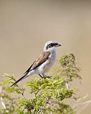 Male red-backed shrike (Lanius collurio), Kruger National Park, South Africa, Africa