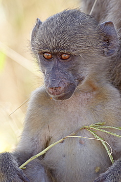 Young Chacma baboon (Papio ursinus), Kruger National Park, South Africa, Africa