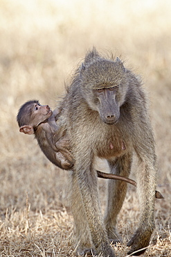 Infant Chacma baboon (Papio ursinus) climbing up on its mother's back, Kruger National Park, South Africa, Africa