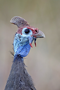 Helmeted guineafowl (Numida meleagris), Kruger National Park, South Africa, Africa