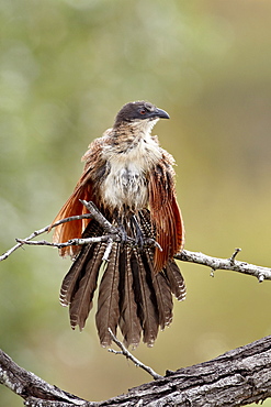 Burchell's coucal (Centropus burchellii) warming itself, Kruger National Park, South Africa, Africa