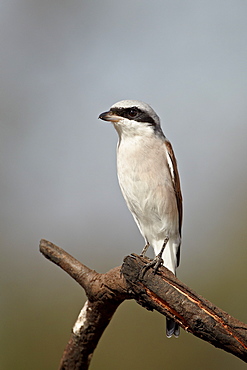 Red-backed shrike (Lanius collurio), Kruger National Park, South Africa, Africa