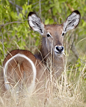 Young common waterbuck (Ellipsen waterbuck) (Kobus ellipsiprymnus ellipsiprymnus), Kruger National Park, South Africa, Africa