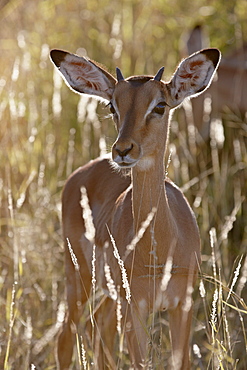 Young impala (Aepyceros melampus) buck, Kruger National Park, South Africa, Africa