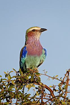 Lilac-breasted roller (Coracias caudata), Kruger National Park, South Africa, Africa