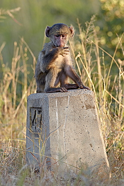 Infant Chacma baboon (Papio ursinus) on  a road sign, Kruger National Park, South Africa, Africa