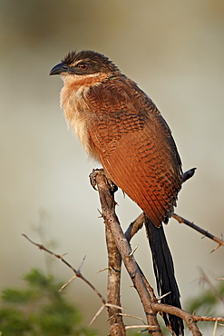 Burchell's coucal (Centropus burchellii), Kruger National Park, South Africa, Africa