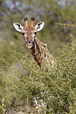 Cape giraffe (Giraffa camelopardalis giraffa), Kruger National Park, South Africa, Africa