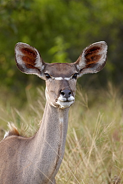 Greater kudu (Tragelaphus strepsiceros) female, Kruger National Park, South Africa, Africa