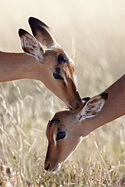 Two young impala (Aepyceros melampus) grooming, Kruger National Park, South Africa, Africa