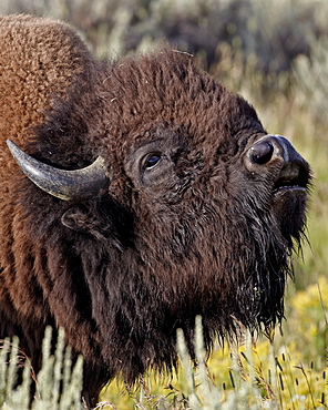 Bison (Bison bison) bull demonstrating the flehmen response, Yellowstone National Park, Wyoming, United States of America, North America