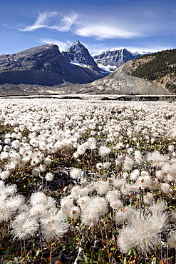 Field of yellow dryad (yellow mountain-avens) (Dryas drummondii) in the seed-pod stage,  Jasper National Park, UNESCO World Heritage Site, Alberta, Rocky Mountains, Canada, North America