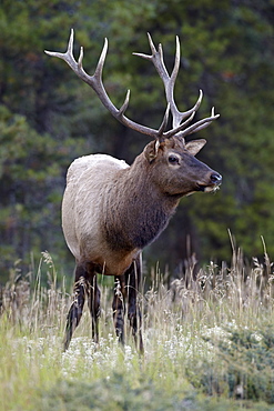 Bull elk (Cervus canadensis) in the fall, Jasper National Park, Alberta, Canada, North America