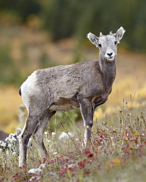 Bighorn sheep (Ovis canadensis) lamb, Peter Lougheed Provincial Park, Kananaskis Country, Alberta, Canada, North America