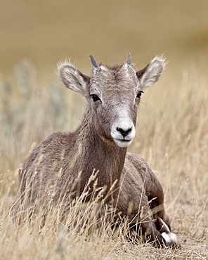 Bighorn sheep (Ovis canadensis) lamb, Badlands National Park, South Dakota, United States of America, North America