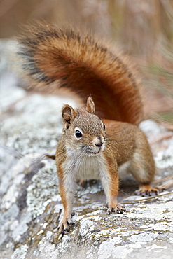 American red squirrel (red squirrel) (Spruce squirrel) (Tamiasciurus hudsonicus), Custer State Park, South Dakota, United States of America, North America