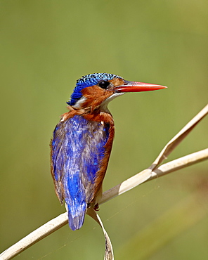 Malachite kingfisher (Alcedo cristata), Kruger National Park, South Africa, Africa