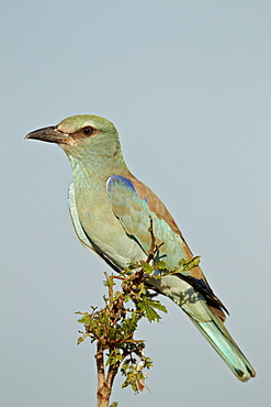 European roller (Coracias garrulus), Kruger National Park, South Africa, Africa