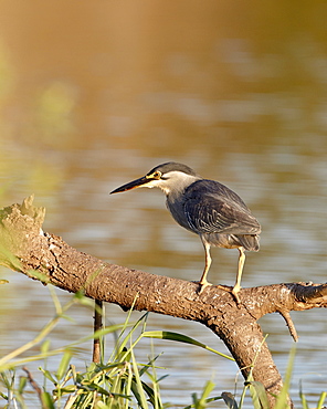 Green-backed heron (Butorides striatus), Kruger National Park, South Africa, Africa