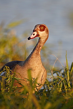 Egyptian goose (Alopochen aegyptiacus), Kruger National Park, South Africa, Africa