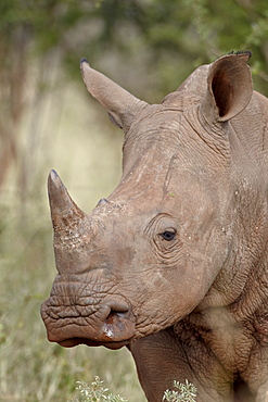 Young white rhinoceros (Ceratotherium simum), Kruger National Park, South Africa, Africa