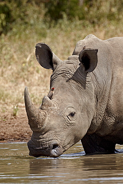 White rhinoceros (Ceratotherium simum) with a red-billed oxpecker (Buphagus erythrorhynchus), Kruger National Park, South Africa, Africa