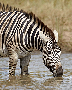 Chapman's zebra (Plains Zebra) (Equus burchelli antiquorum) drinking, Kruger National Park, South Africa, Africa