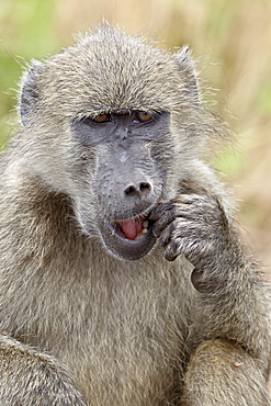 Chacma baboon (Papio ursinus) eating, Kruger National Park, South Africa, Africa