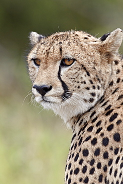 Cheetah (Acinonyx jubatus), Kruger National Park, South Africa, Africa