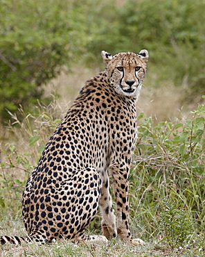 Cheetah (Acinonyx jubatus), Kruger National Park, South Africa, Africa