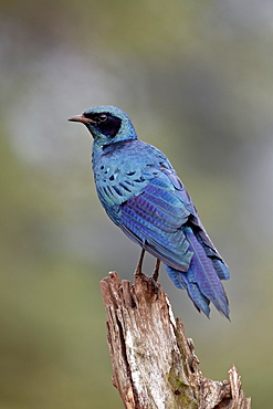 Greater blue-eared glossy starling (Lamprotornis chalybaeus), Kruger National Park, South Africa, Africa