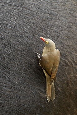 Red-billed oxpecker (Buphagus erythrorhynchus) on a Cape buffalo, Kruger National Park, South Africa, Africa