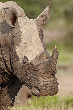 White rhinoceros (Ceratotherium simum) covered with mud, Imfolozi Game Reserve, South Africa, Africa