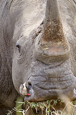 Red-billed oxpecker (Buphagus erythrorhynchus) on a white rhinoceros (Ceratotherium simum), Kruger National Park, South Africa, Africa