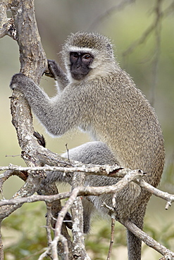 Vervet monkey (Chlorocebus aethiops), Imfolozi Game Reserve, South Africa, Africa