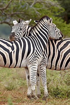 Two Chapman's zebra (plains zebra) (Equus burchelli antiquorum), Imfolozi Game Reserve, South Africa, Africa