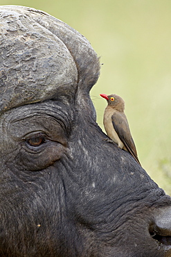 Red-billed oxpecker (Buphagus erythrorhynchus) on a Cape buffalo (African buffalo) (Syncerus caffer), Kruger National Park, South Africa, Africa