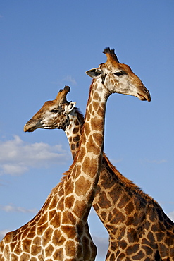 Two male Cape giraffe (Giraffa camelopardalis giraffa), Imfolozi Game Reserve, South Africa, Africa