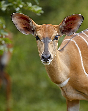 Female nyala (Tragelaphus angasii), Imfolozi Game Reserve, South Africa, Africa