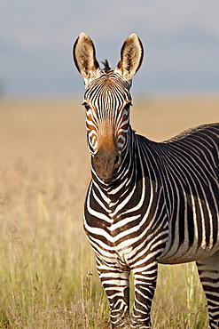 Cape mountain zebra (Equus zebra zebra), Mountain Zebra National Park, South Africa, Africa