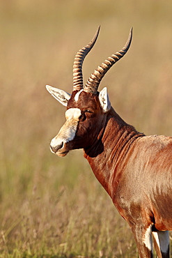 Blesbok (Damaliscus pygargus phillipsi), Mountain Zebra National Park, South Africa, Africa