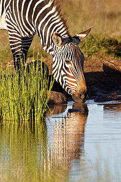 Cape mountain zebra (Equus zebra zebra) drinking, Mountain Zebra National Park, South Africa, Africa