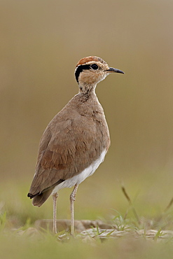 Temminck's courser (Cursorius temminckii), Mountain Zebra National Park, South Africa, Africa