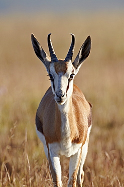 Springbok (Antidorcas marsupialis) buck, Mountain Zebra National Park, South Africa, Africa